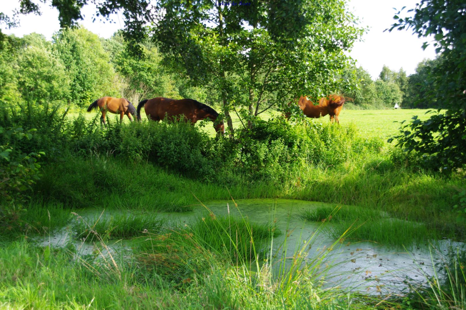 beesten_03.jpg - Paarden bij de Dobbe