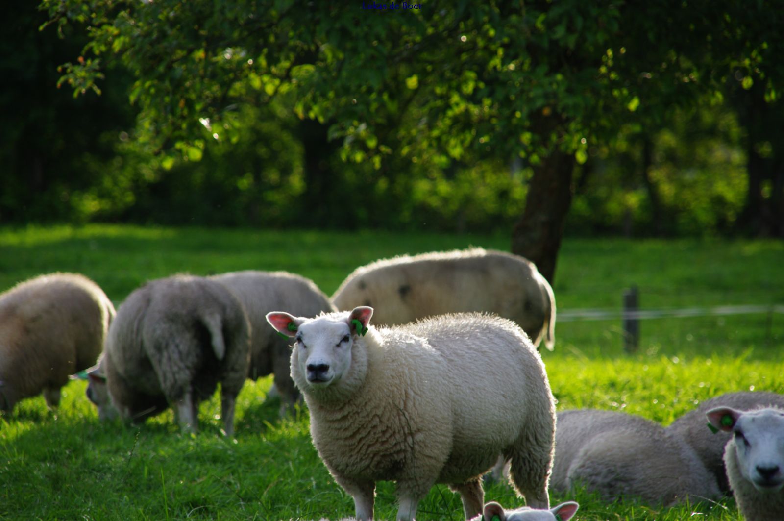 beesten_06.jpg - Schapen binnen De Ring