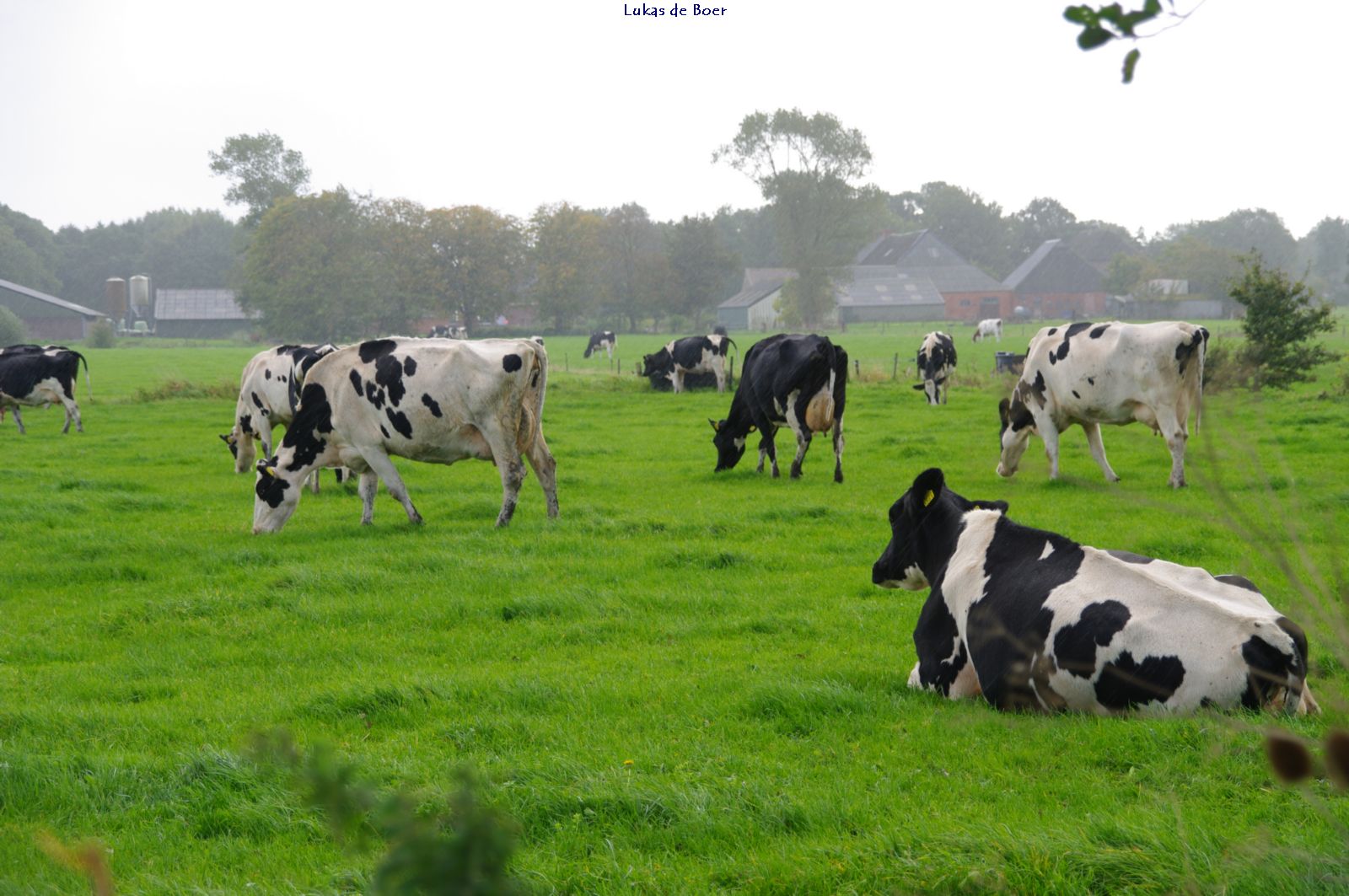 beesten_12.jpg - Uitzicht vanaf de Es naar De Ring