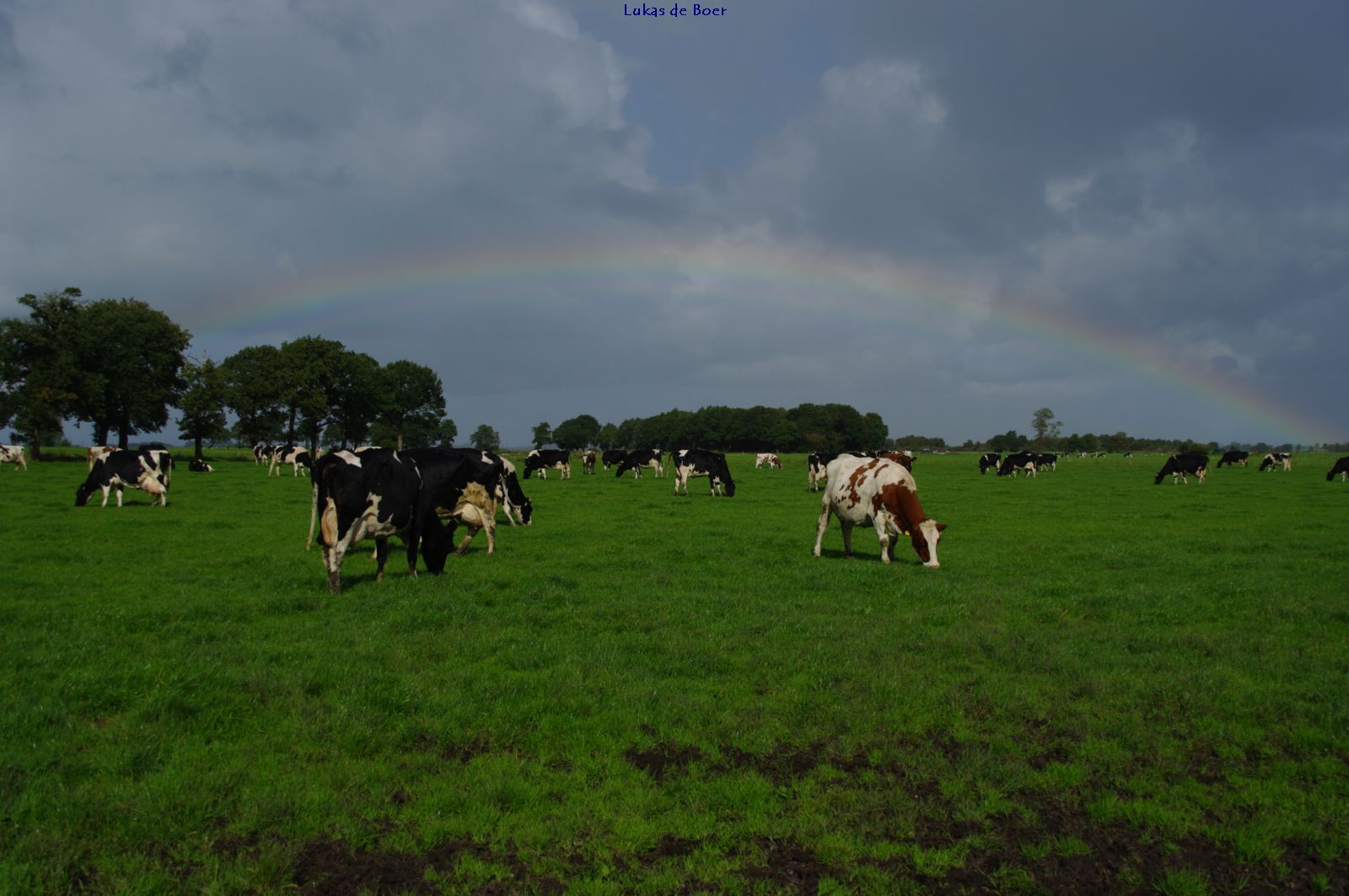 beesten_14.jpg - Koeien onder de Regenboog
